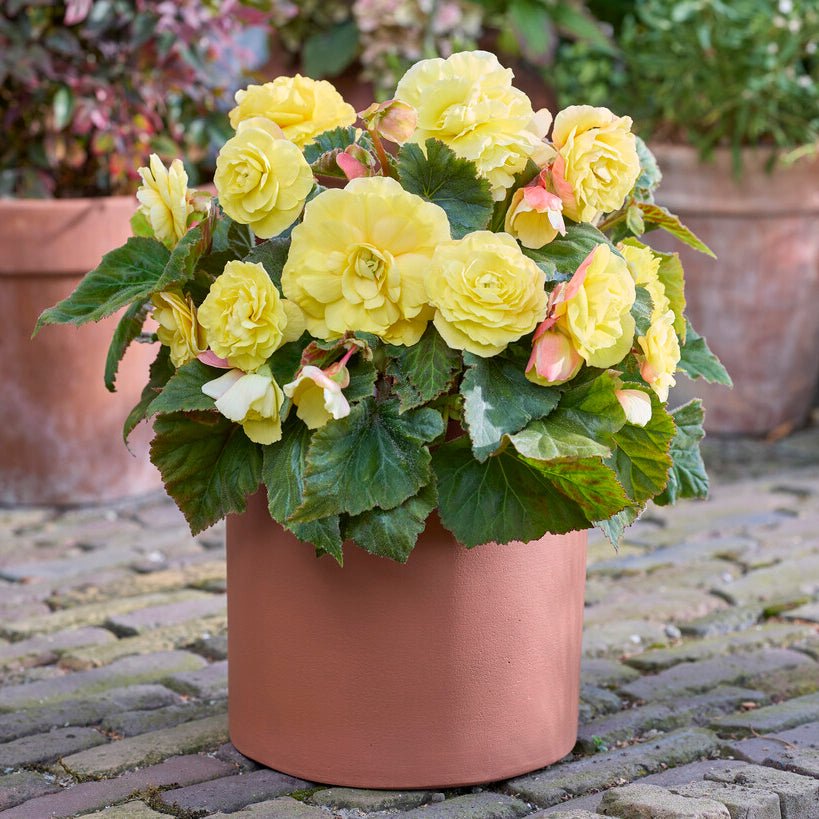 Begonia Non - Stop Yellow - Begonias - Fluwel