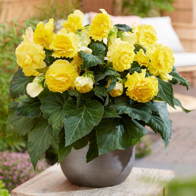 Begonia Ruffled Yellow - Begonias - Fluwel