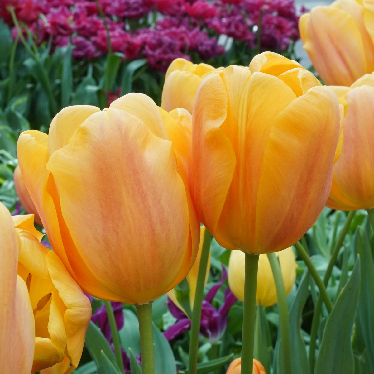 Bellville - Tulips - Fluwel