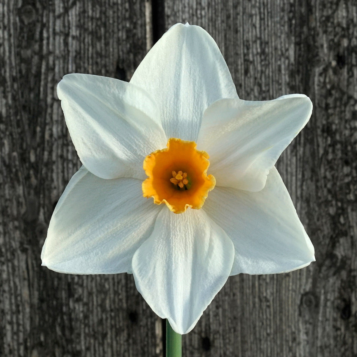 Bestie - Special Narcissus - Fluwel