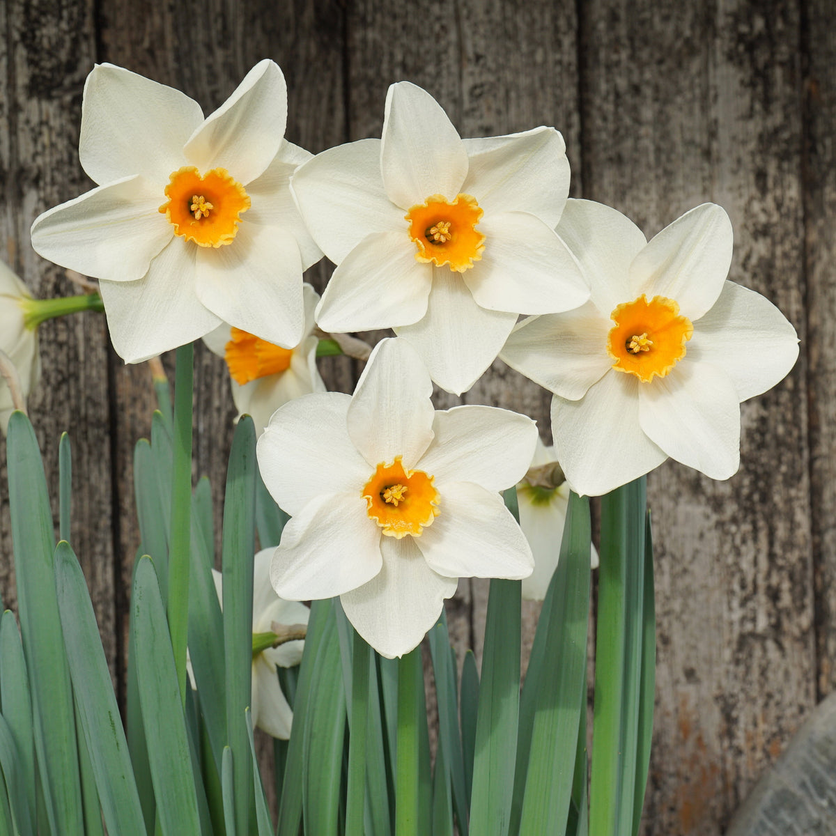 Bestie - Special Narcissus - Fluwel