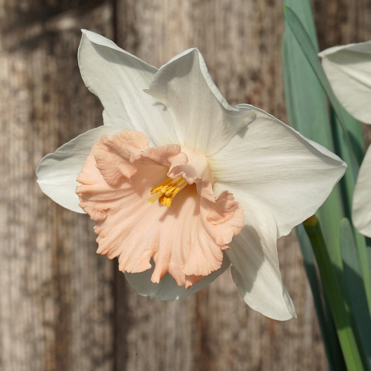 Bold Pink - Special Narcissus - Fluwel