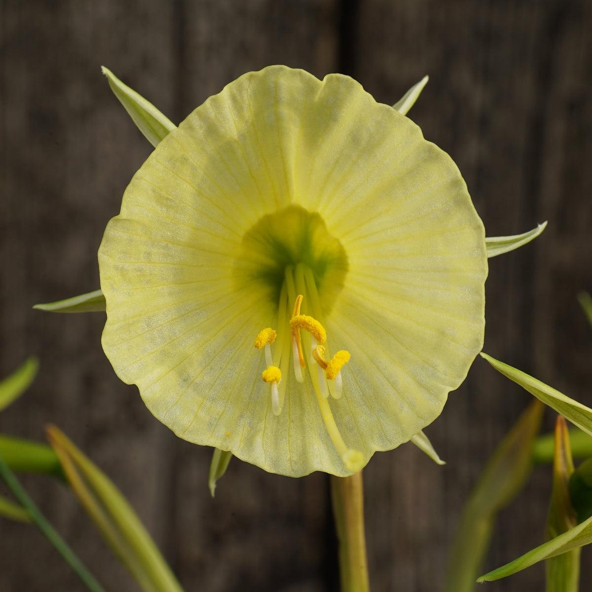 bulbocodium Tiny Tuba - gele Bulbocodium Hoop Petticoat narcis - Fluwel