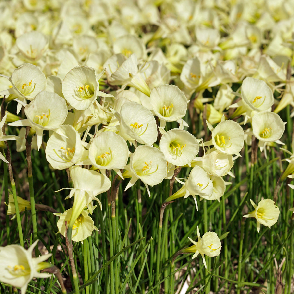 Bulbocodium Arctic Bells