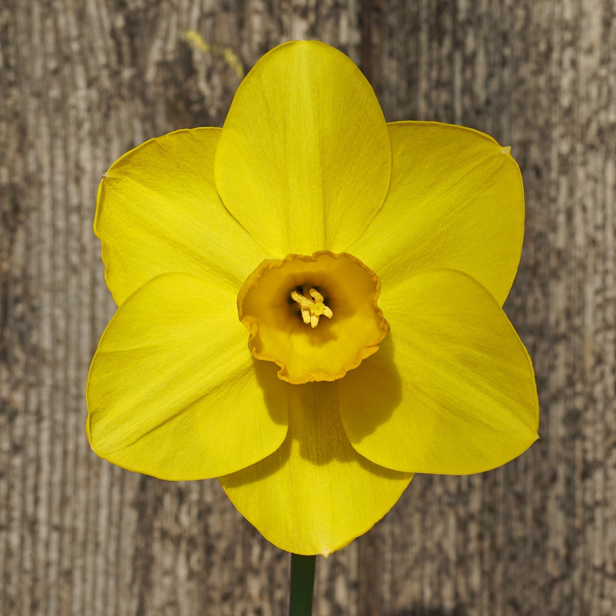 Canny Choice - Special Narcissus - Fluwel