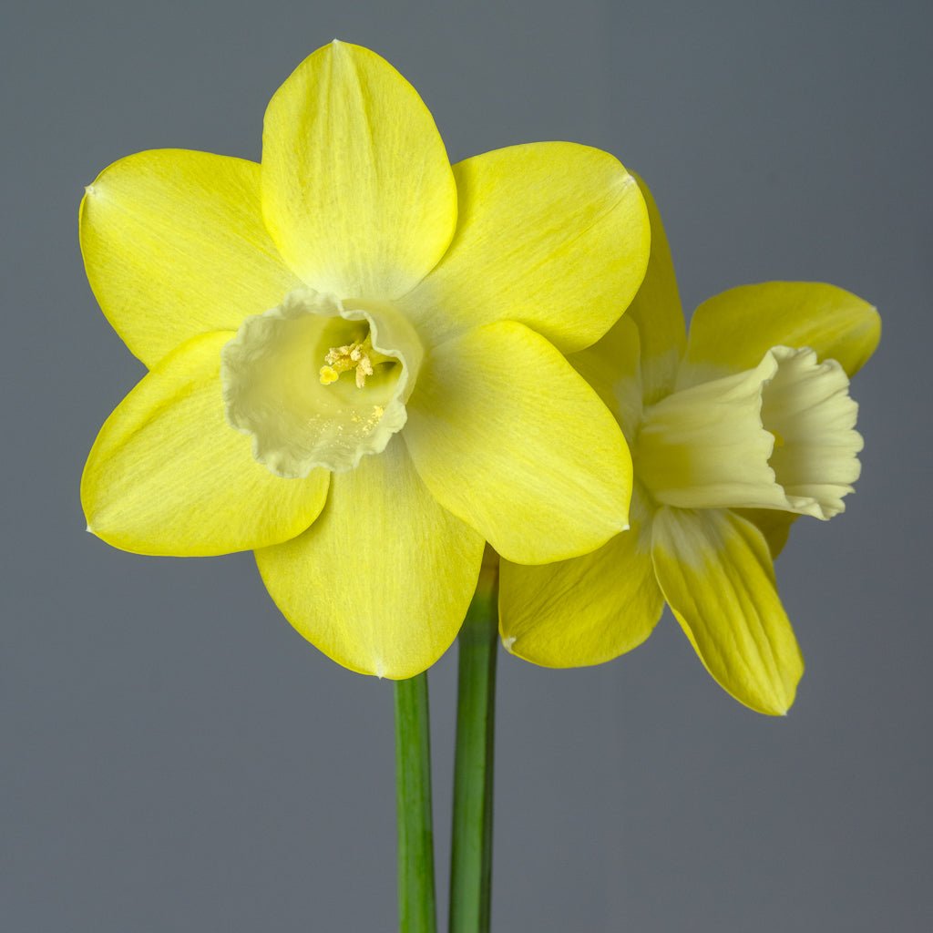 Caribbean Snow - Special Narcissus - Fluwel