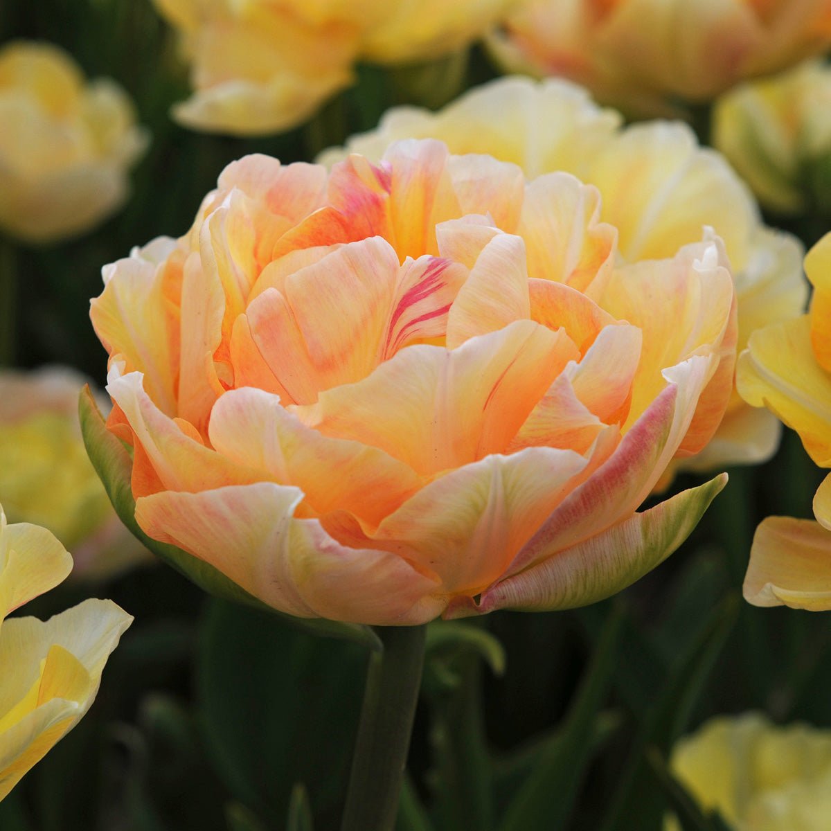 Charming Lady - Tulips - Fluwel