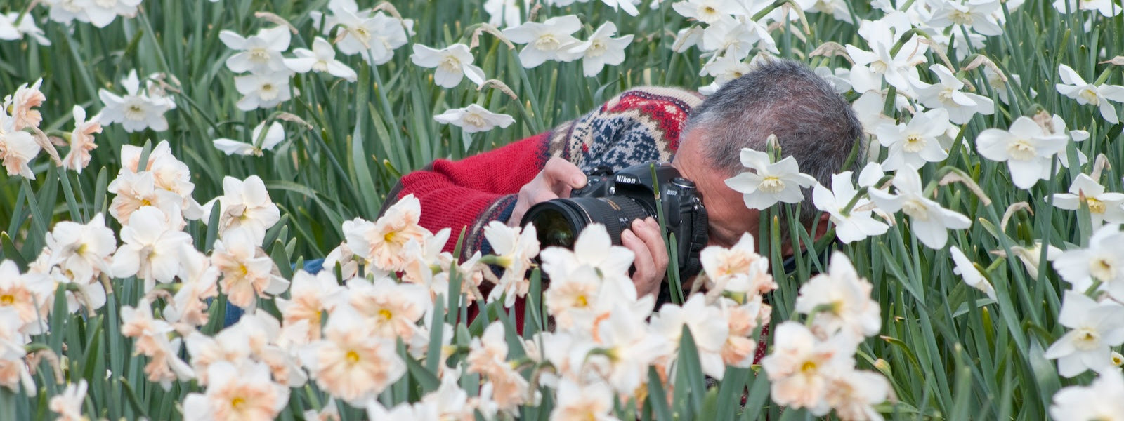 A slider picture of Carlos taking pictures of Daffodils