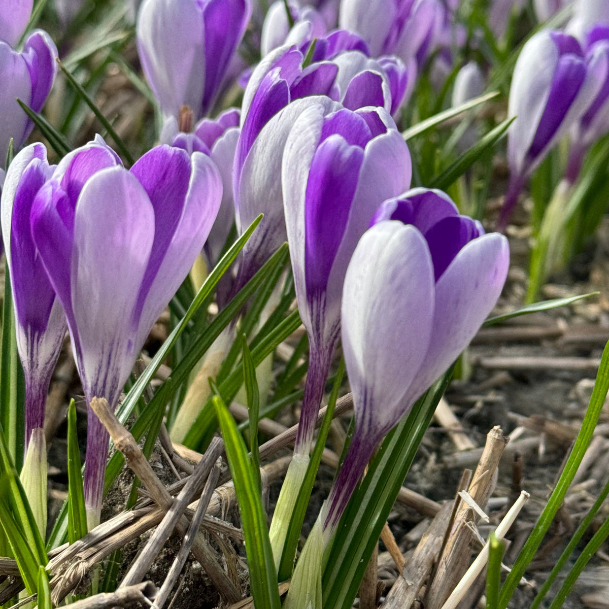 Crocus Whale Shark - Crocuses - Fluwel