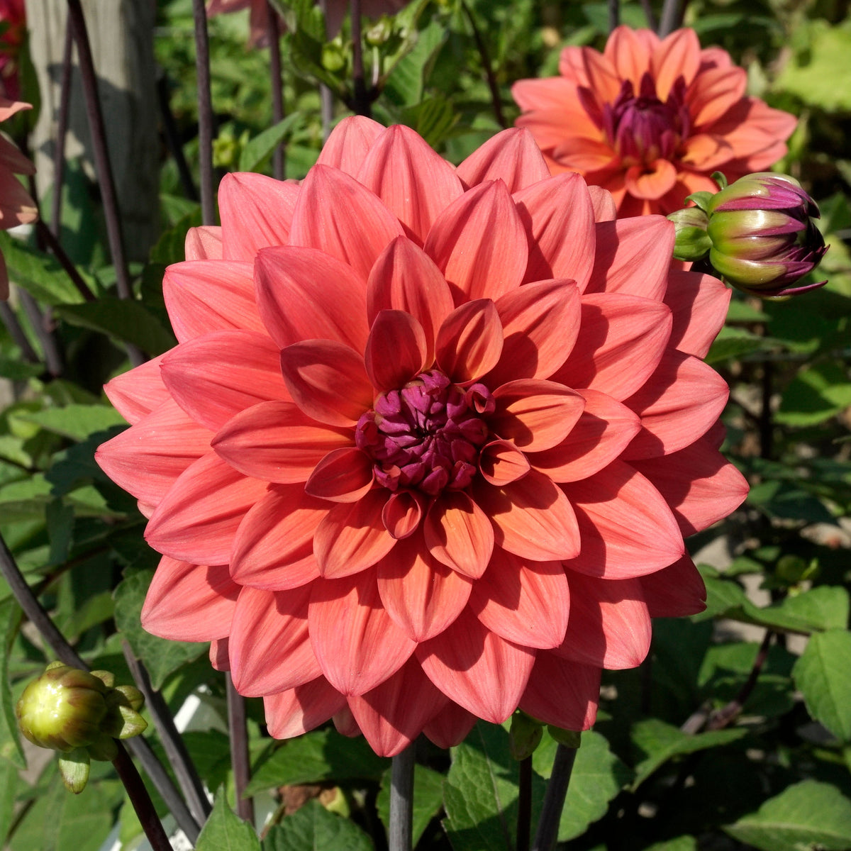 Dahlia American Dawn - oranje dahlia - Fluwel