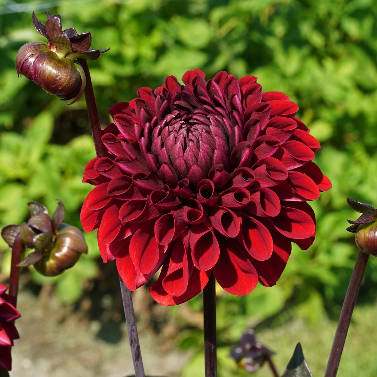 Dahlia Baccara - Dahlias - Fluwel