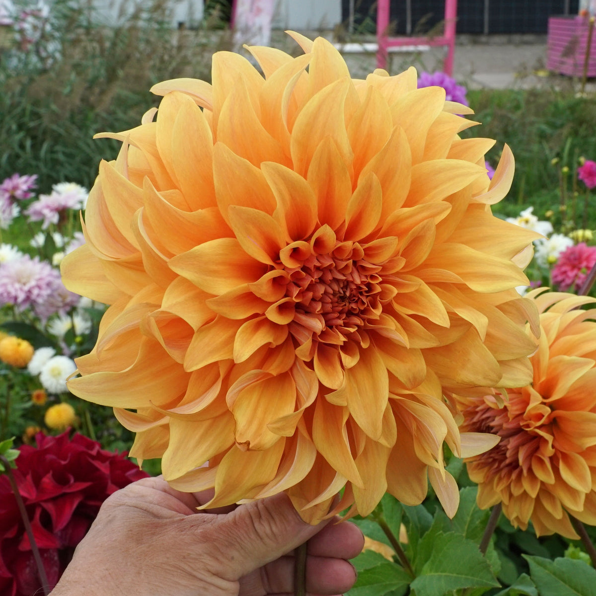 Dahlia Big Brother - oranje dahlia - Fluwel