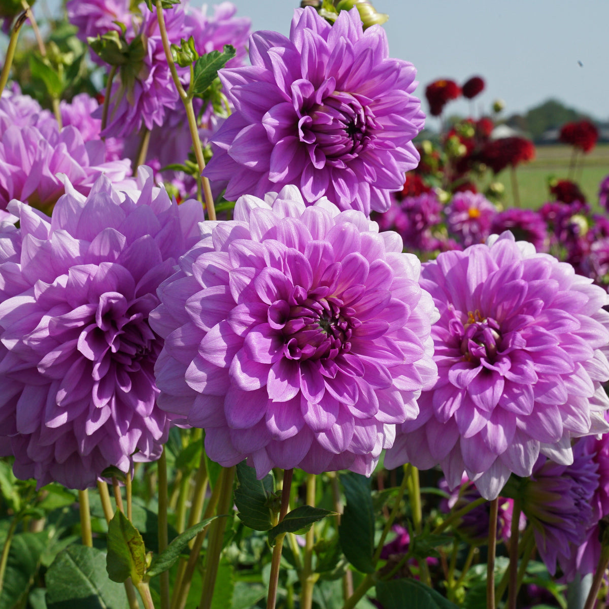 Dahlia Blue Boy - lila dahlia - Fluwel