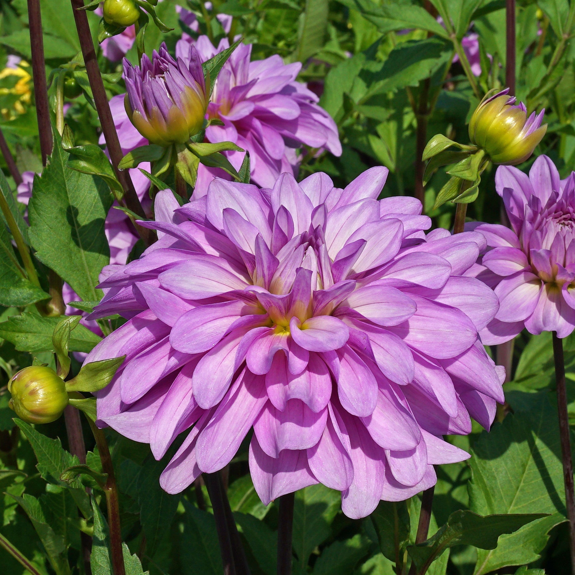 Dahlia Bluetiful - lila dahlia - Fluwel