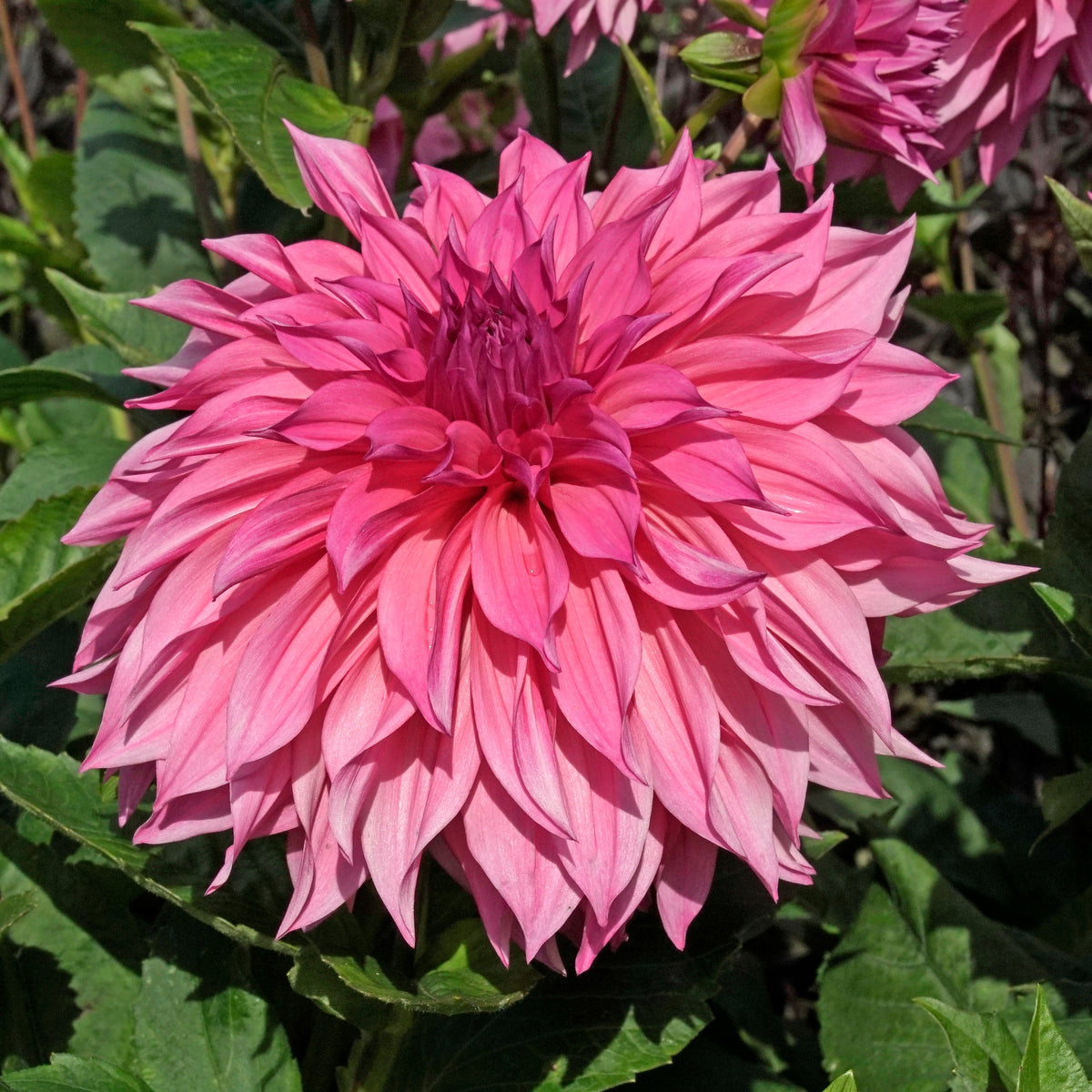 Dahlia Café au Lait Rose - lila dahlia - Fluwel
