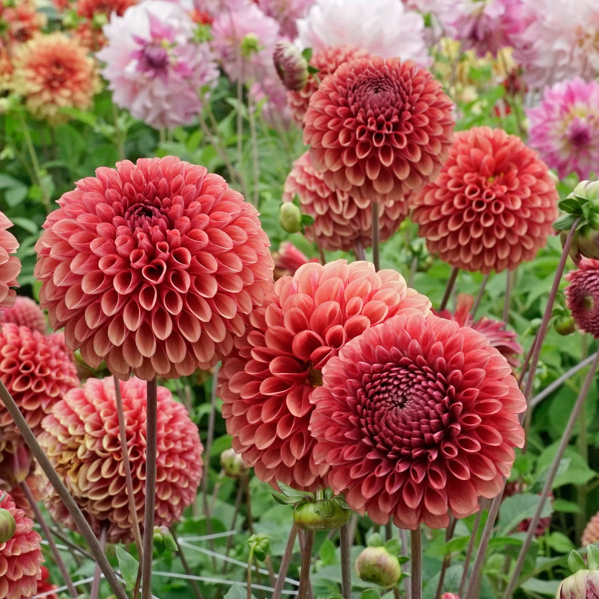 Dahlia Copperboy - rode dahlia - Fluwel