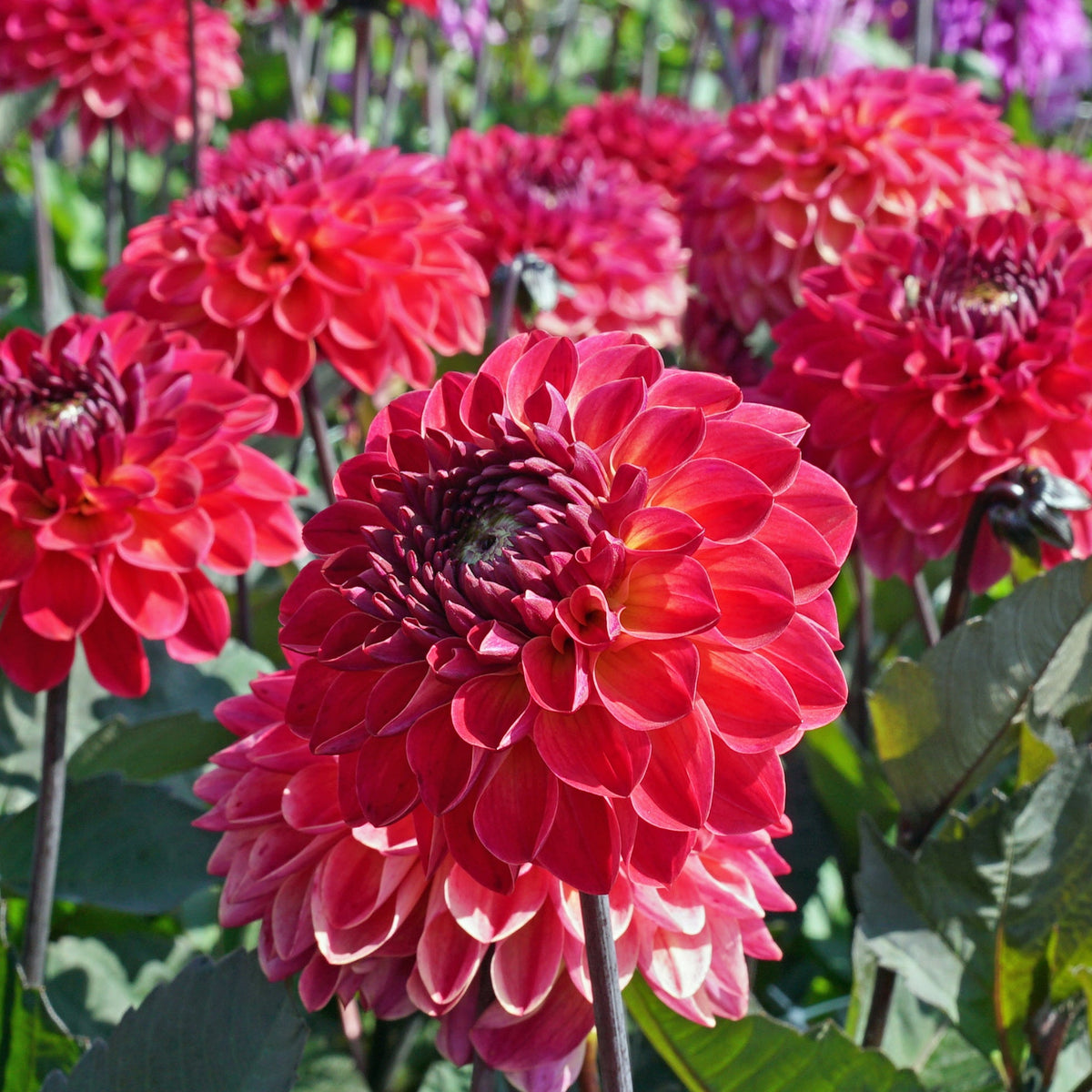 Dahlia Dancing Don - rode dahlia - Fluwel