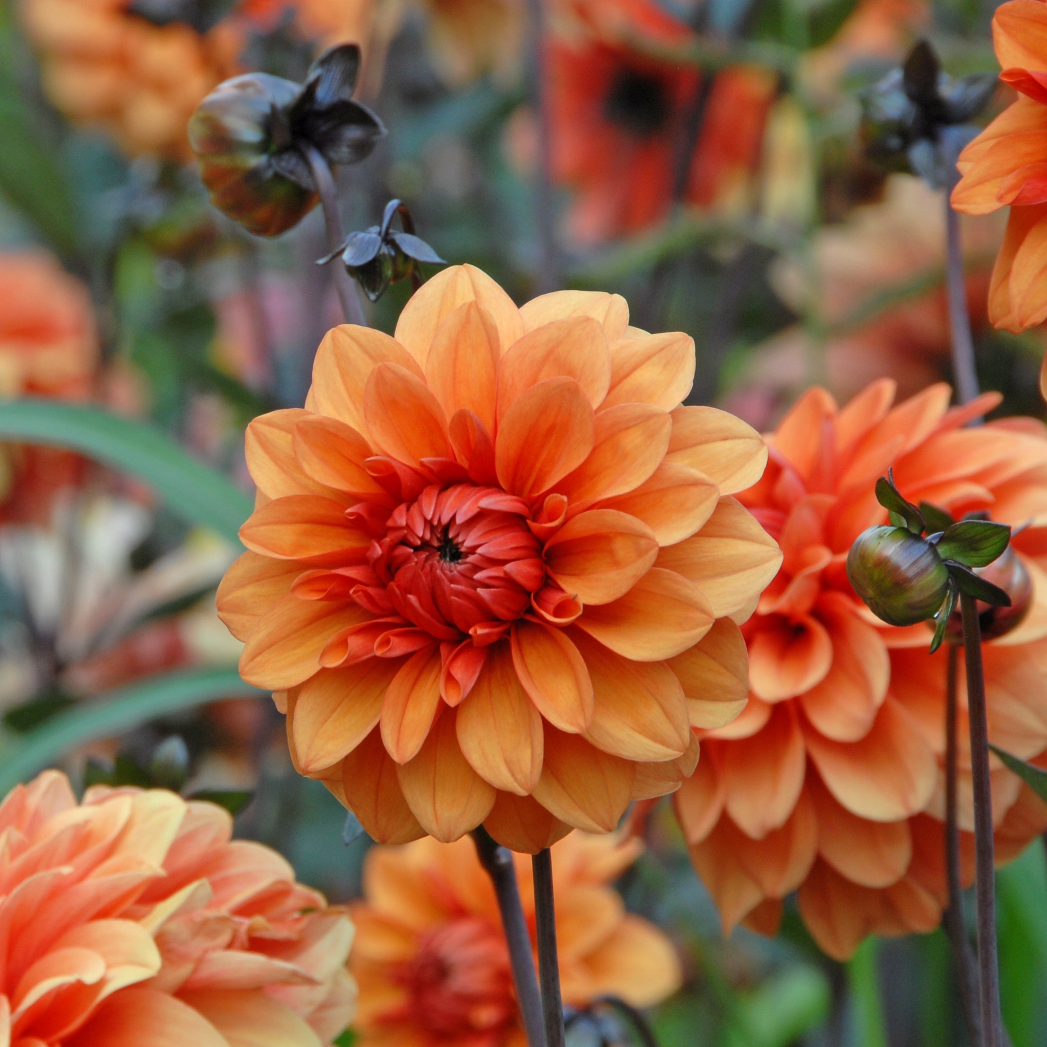 Dahlia David Howard - oranje dahlia - Fluwel