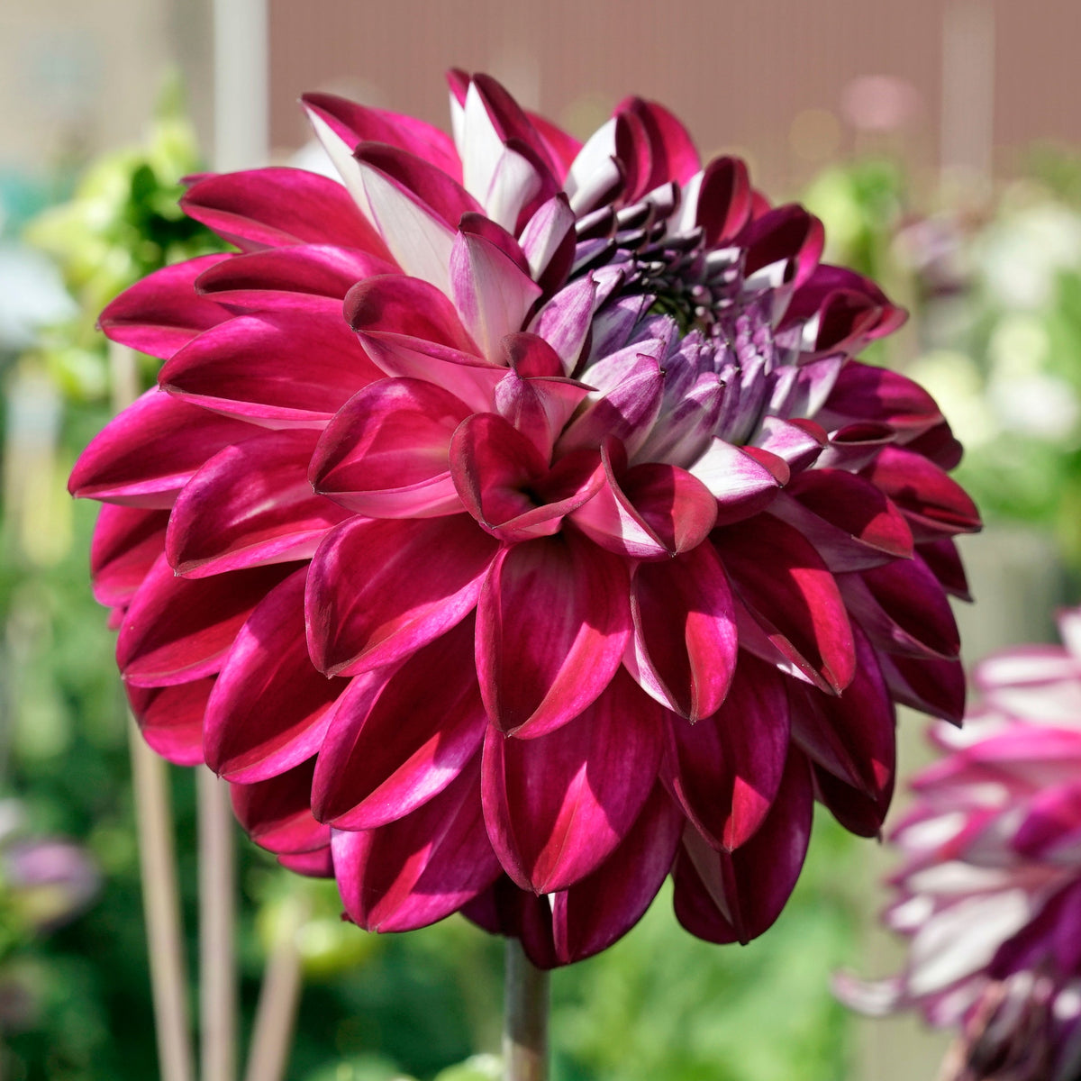 Dahlia Embassy - Dahlias - Fluwel