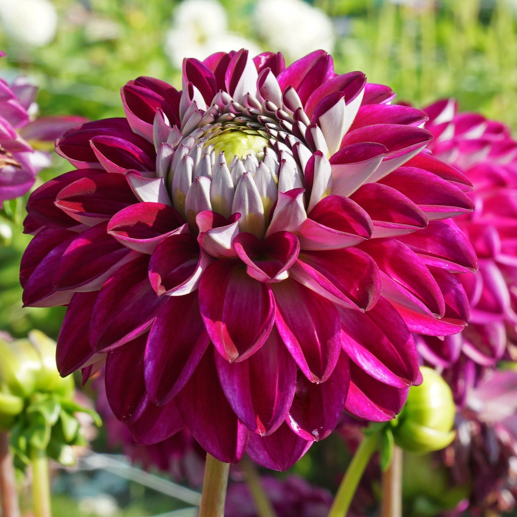Dahlia Embassy - meerkleurige dahlia - Fluwel