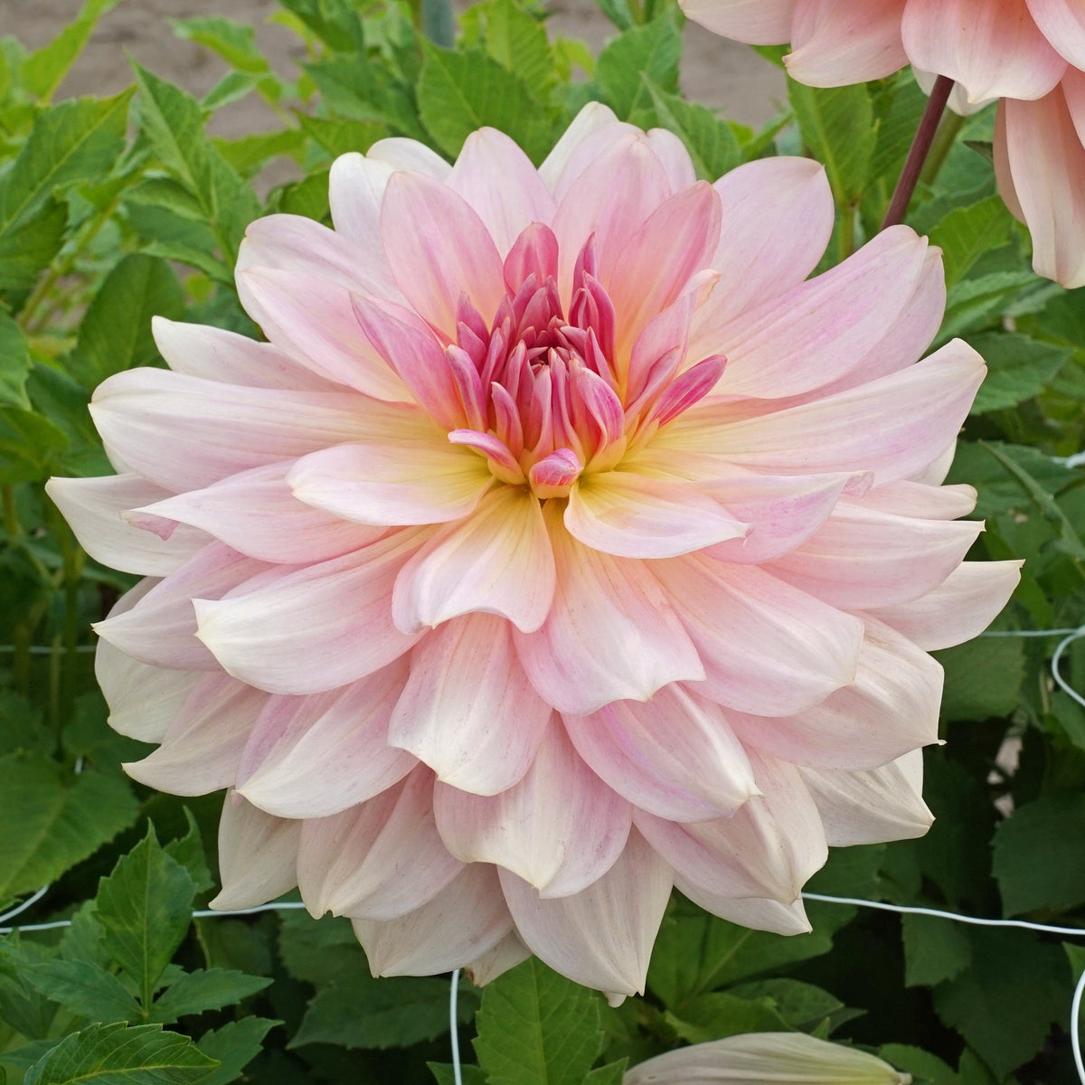 Dahlia Fairway Pilot - Dahlias - Fluwel