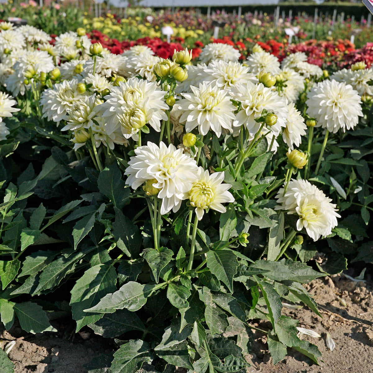 Dahlia Gallery Art Fair - Dahlias - Fluwel