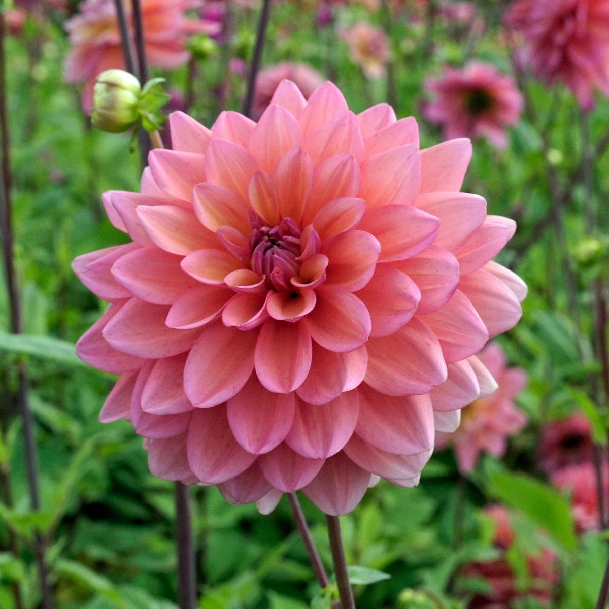 Dahlia Great Silence - Dahlias - Fluwel