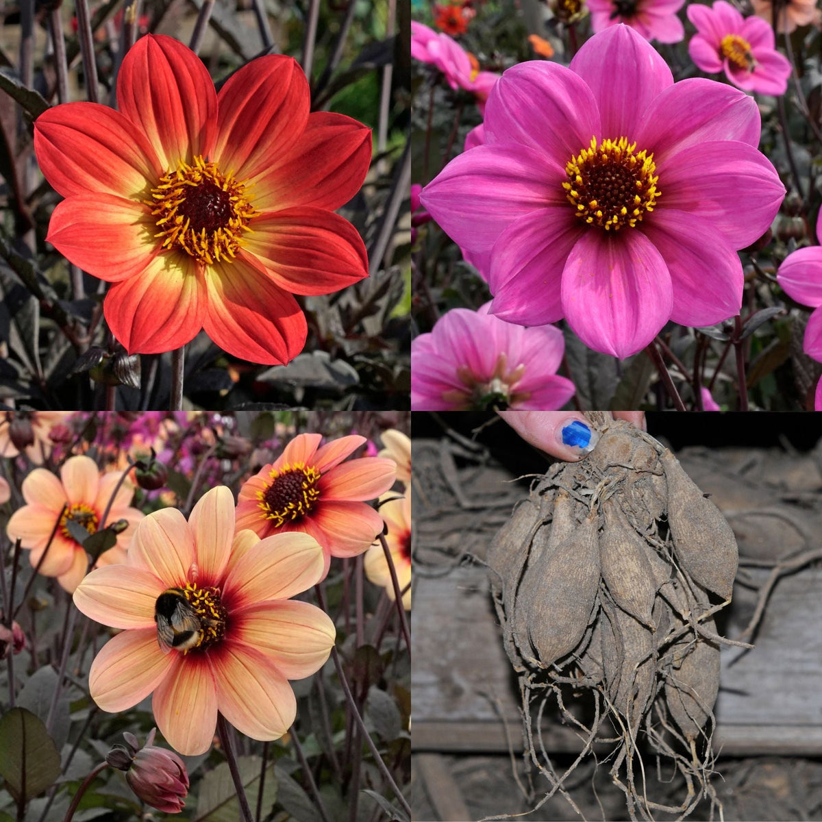 Dahlia Happy Treesome - Dahlias - Fluwel