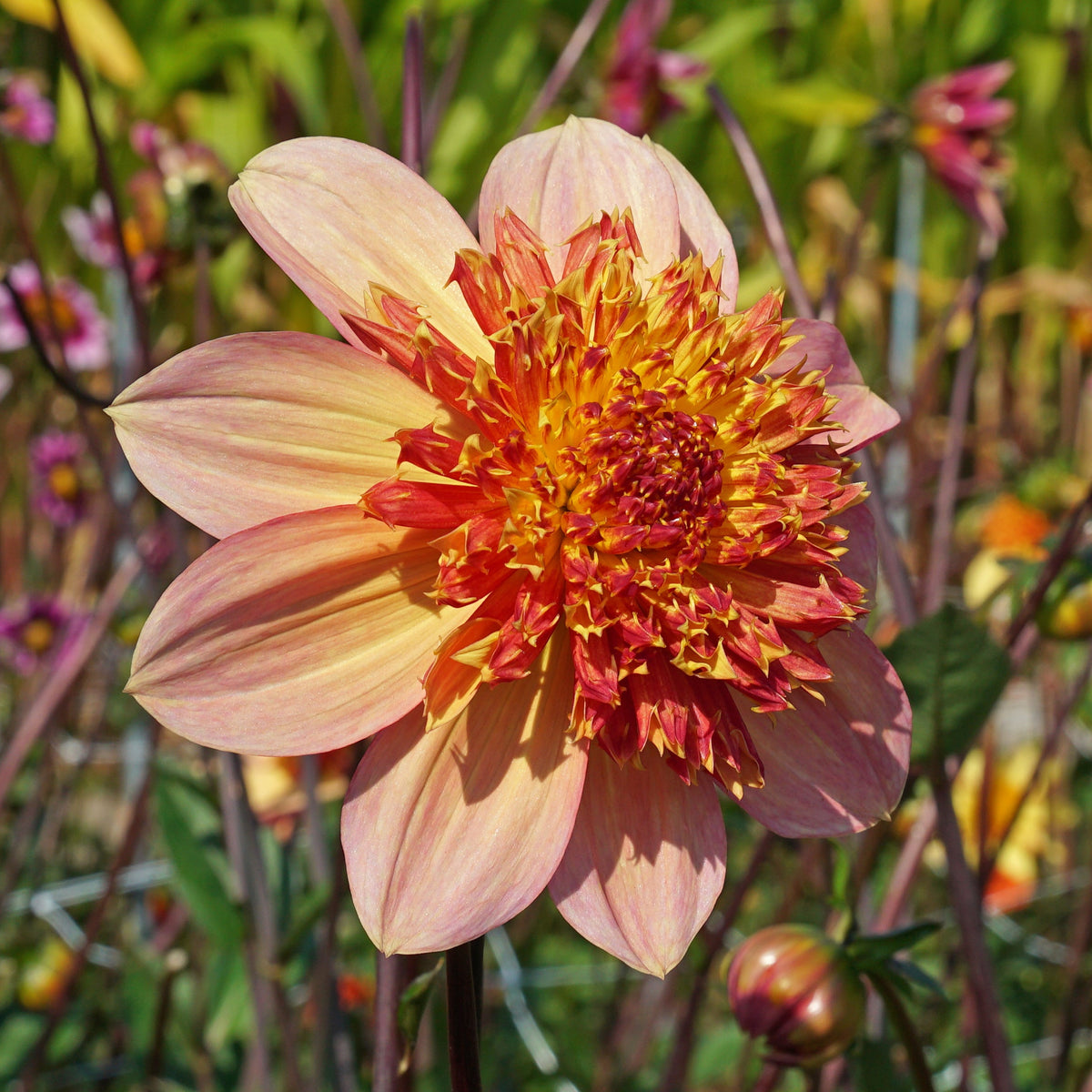 Dahlia Lava Glow - oranje dahlia - Fluwel