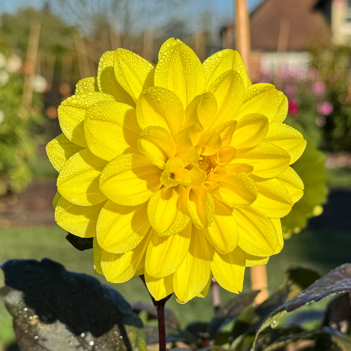 Dahlia Meteorite - Dahlias - Fluwel