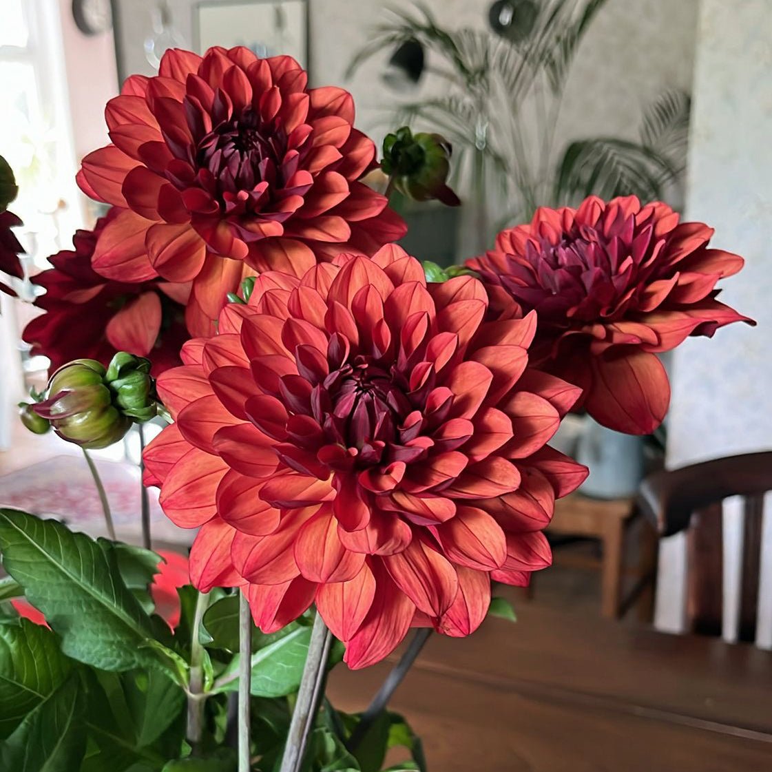 Dahlia Missis Miley - Dahlias - Fluwel