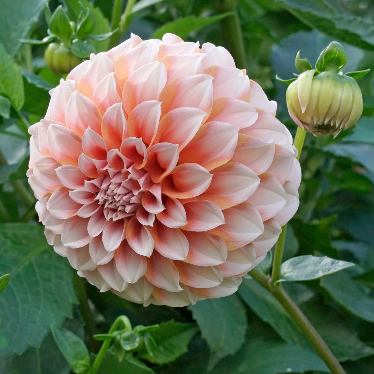 Dahlia Peaches - Dahlias - Fluwel