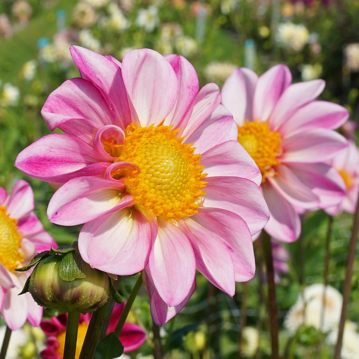 Dahlia Pink Emperor - roze dahlia - Fluwel