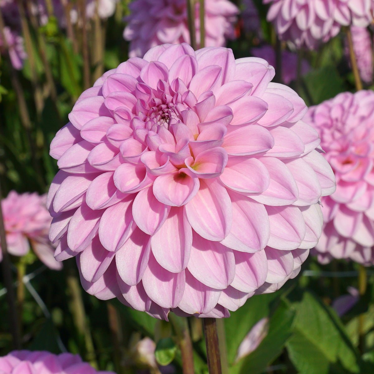 Dahlia Pink Pop - Dahlias - Fluwel