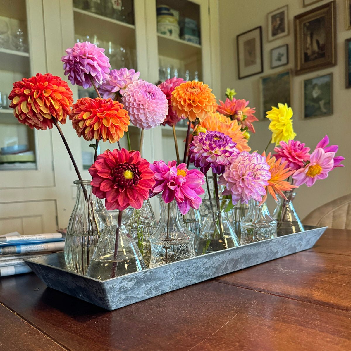 Dahlia Plukkie Plukkie mixture - Dahlias - Fluwel