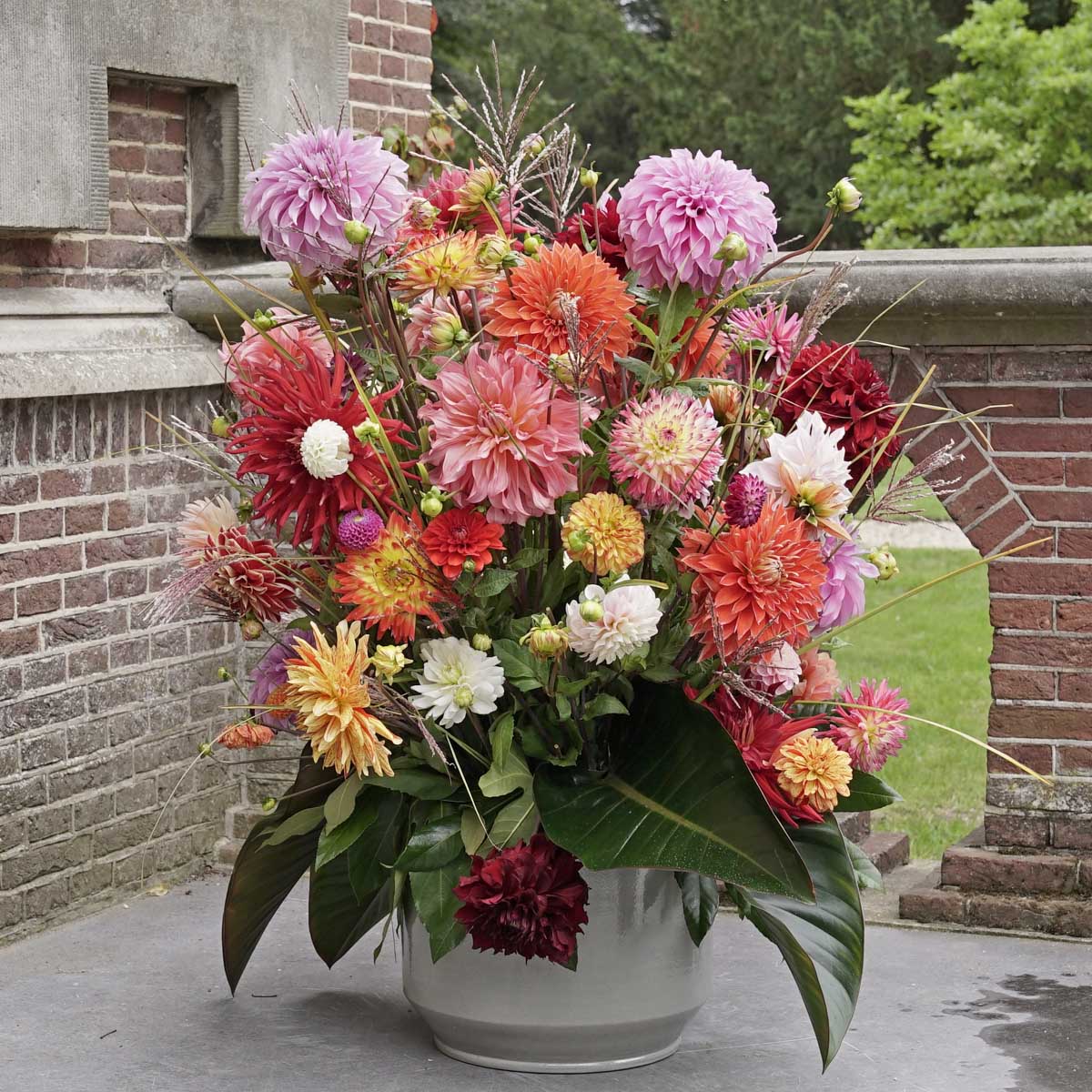 Dahlia Plukkie Plukkie mixture - Dahlias - Fluwel