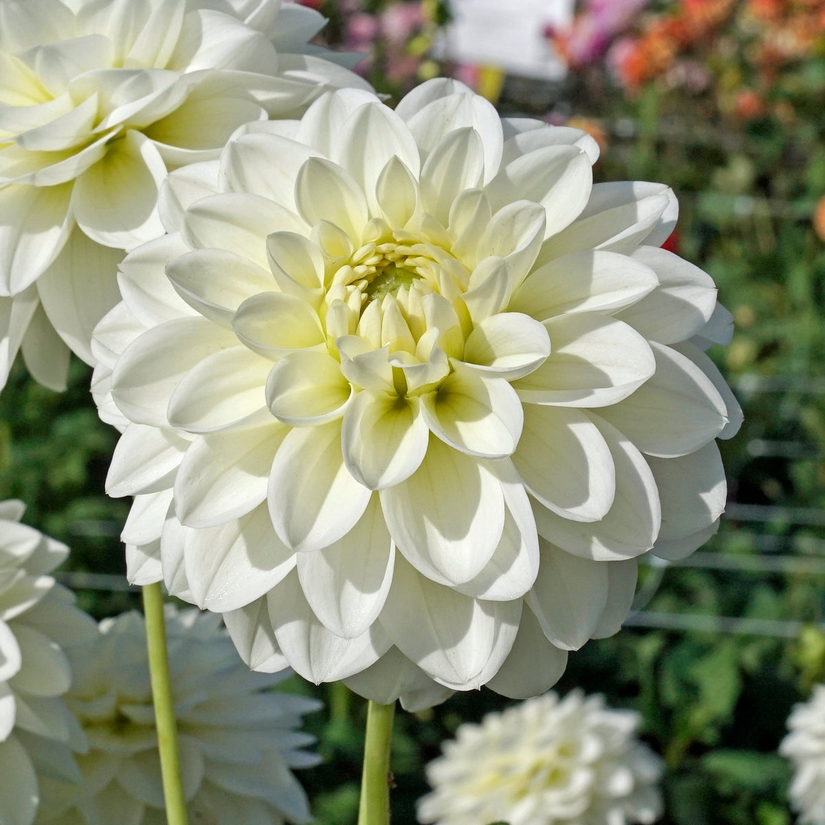 Dahlia Polar Ice - Dahlias - Fluwel
