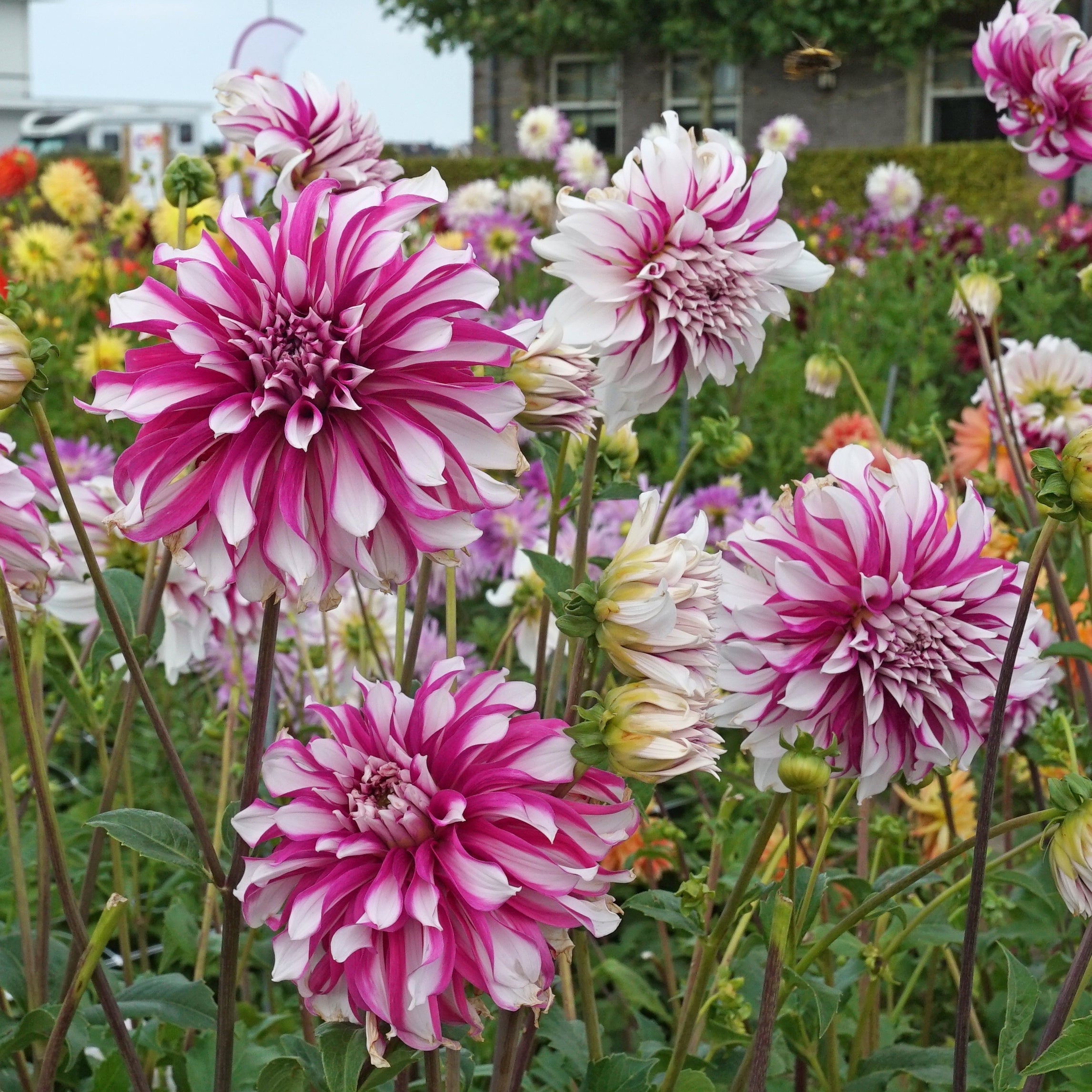 Rady エレガンスフラワー 100×135cm Buy Dahlia 'Radegast' tubers | Fluwel
