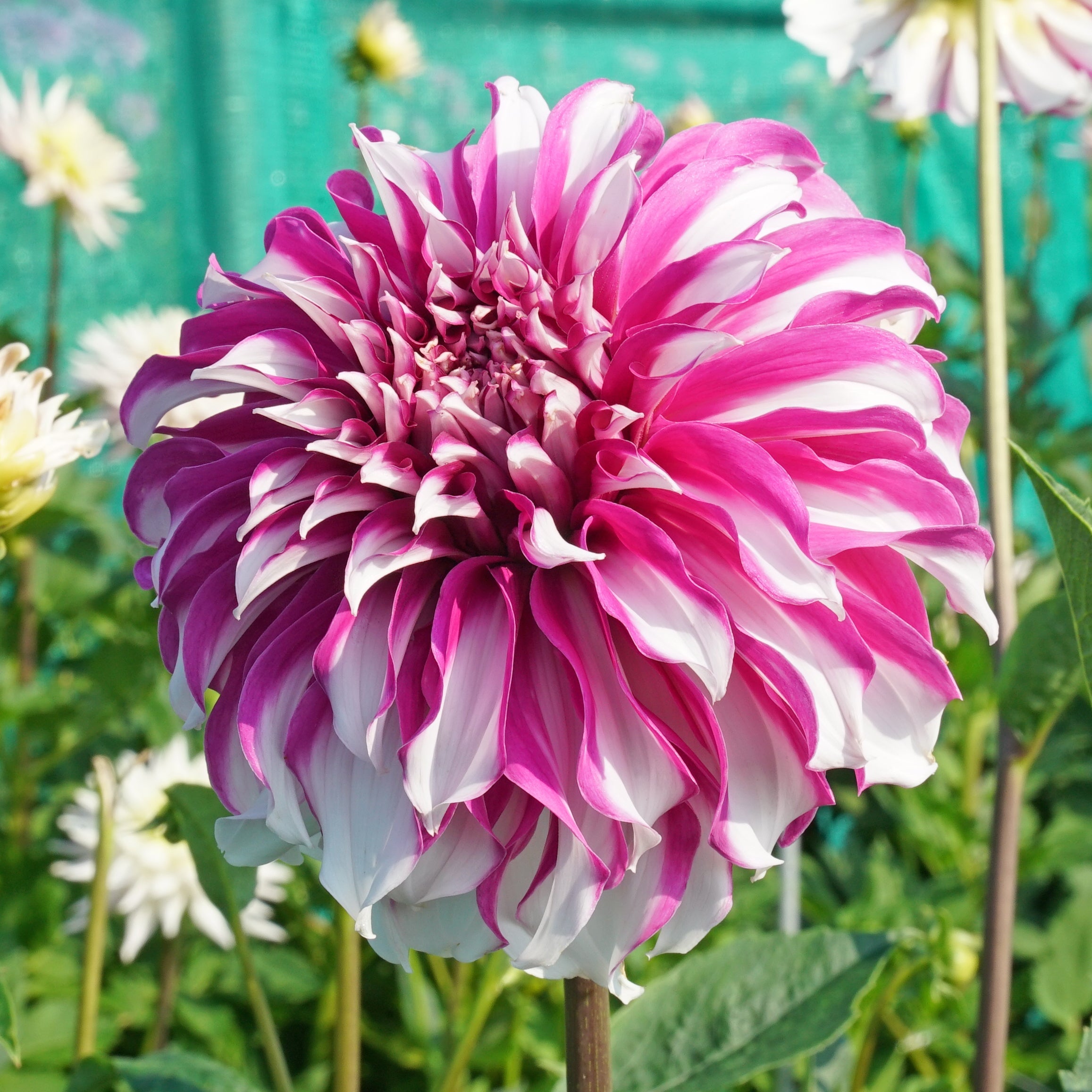 Dahlia Radegast - meerkleurige dahlia - Fluwel