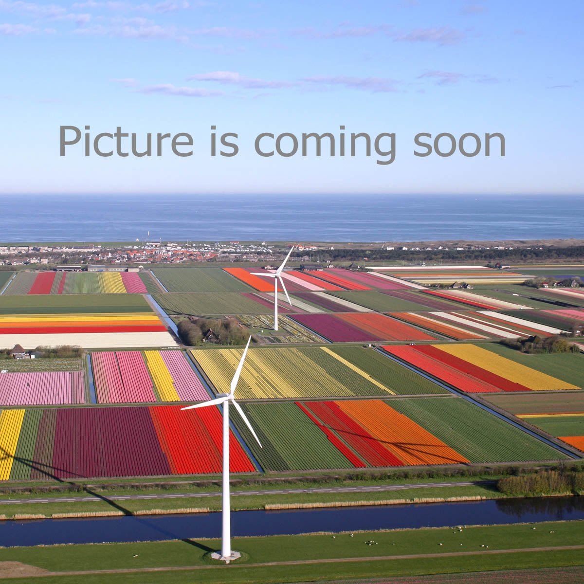 Dahlia Red Hot Chili - Dahlias - Fluwel