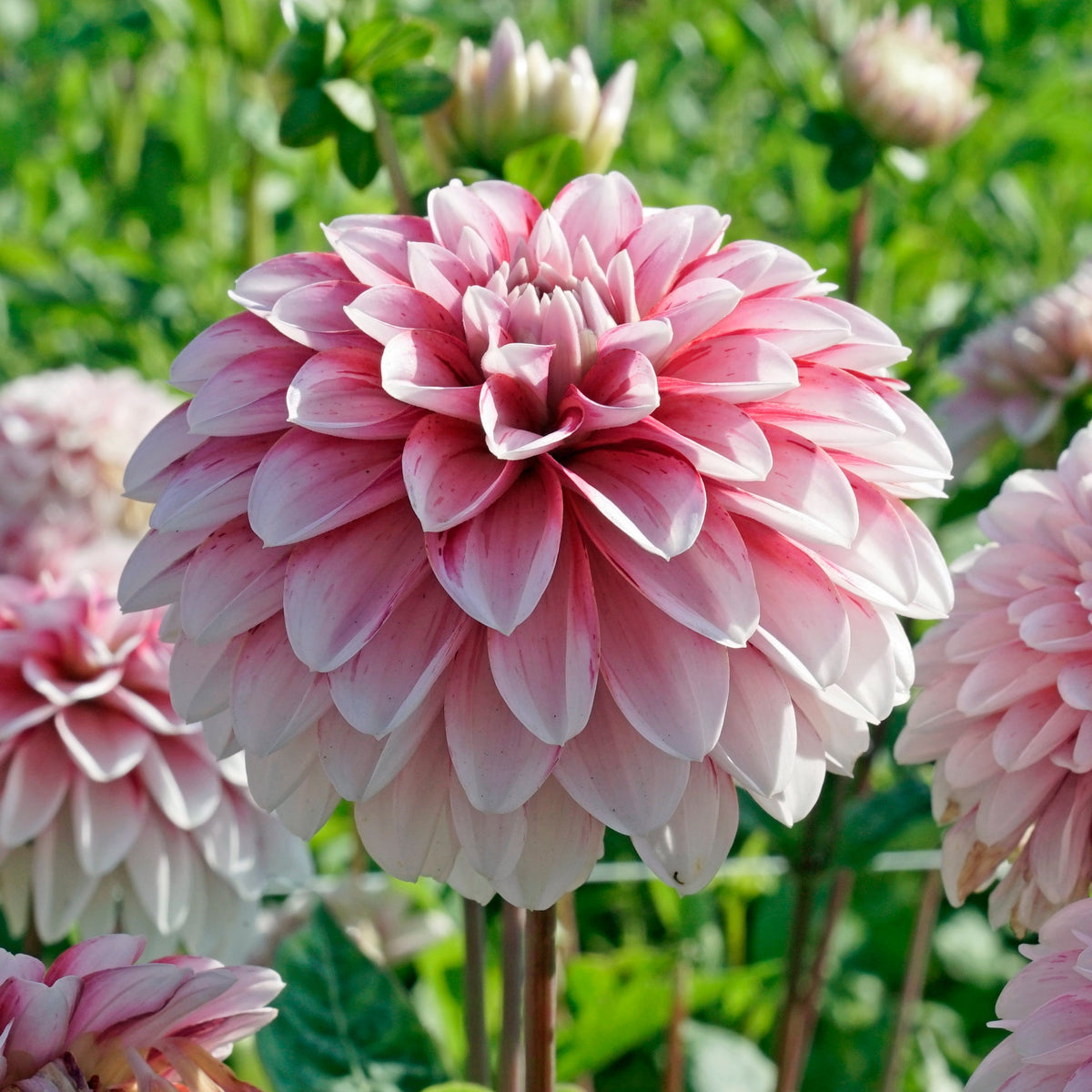 Dahlia Strawberry Cream - Dahlias - Fluwel