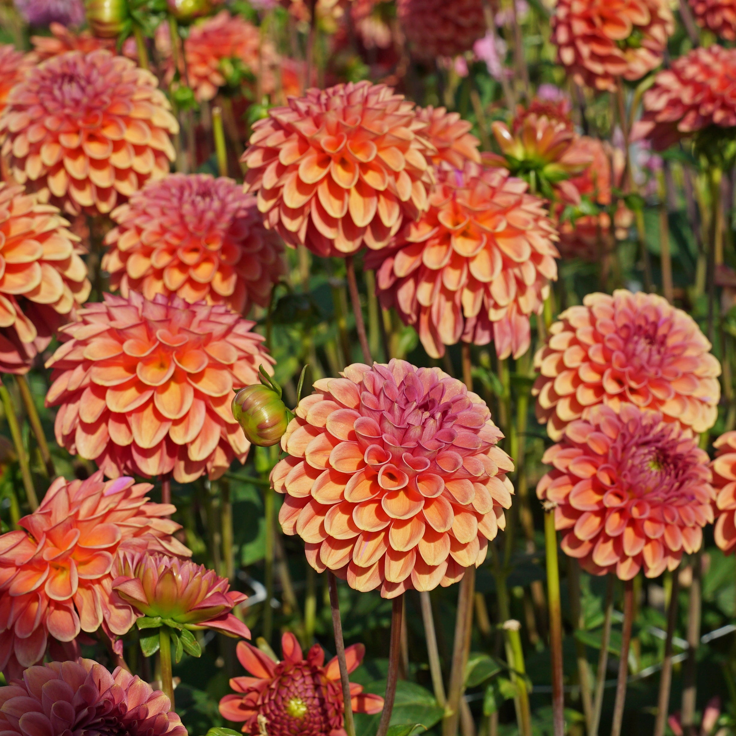 Dahlia Zundert Mystery Fox - oranje dahlia - Fluwel