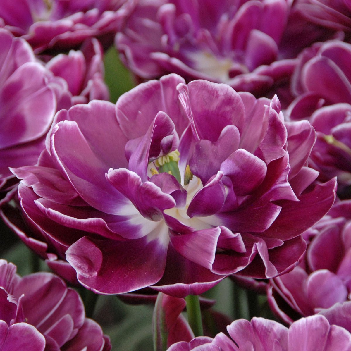 Dream Touch - Tulips - Fluwel