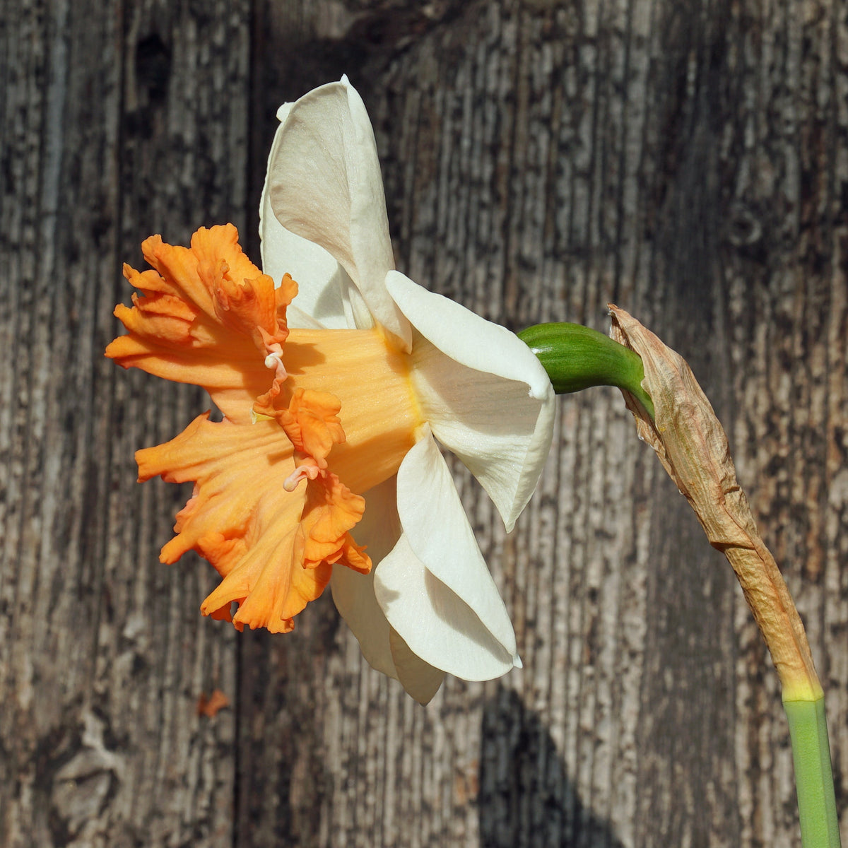 Flügelhorn - Special Narcissus - Fluwel