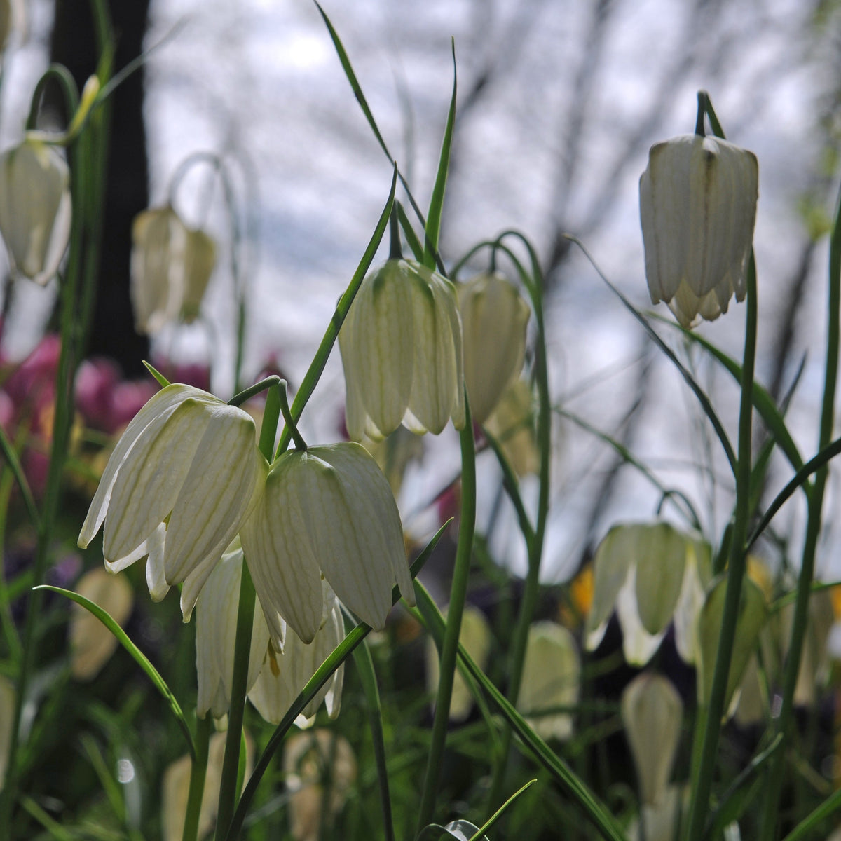 Fritillaria meleagris Alba - Spring specialty bulbs - Fluwel