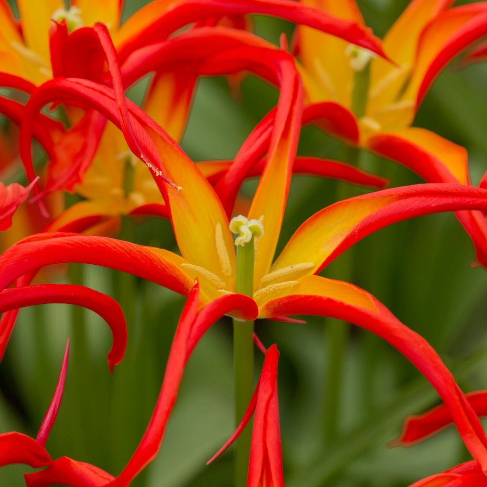 Go Go Red - Tulips - Fluwel