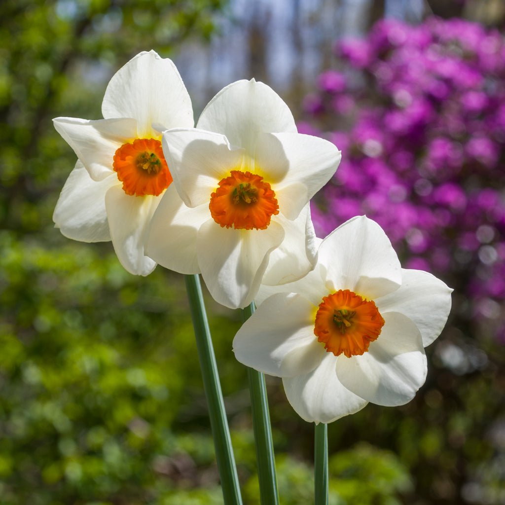 Hartlebury - Special Narcissus - Fluwel