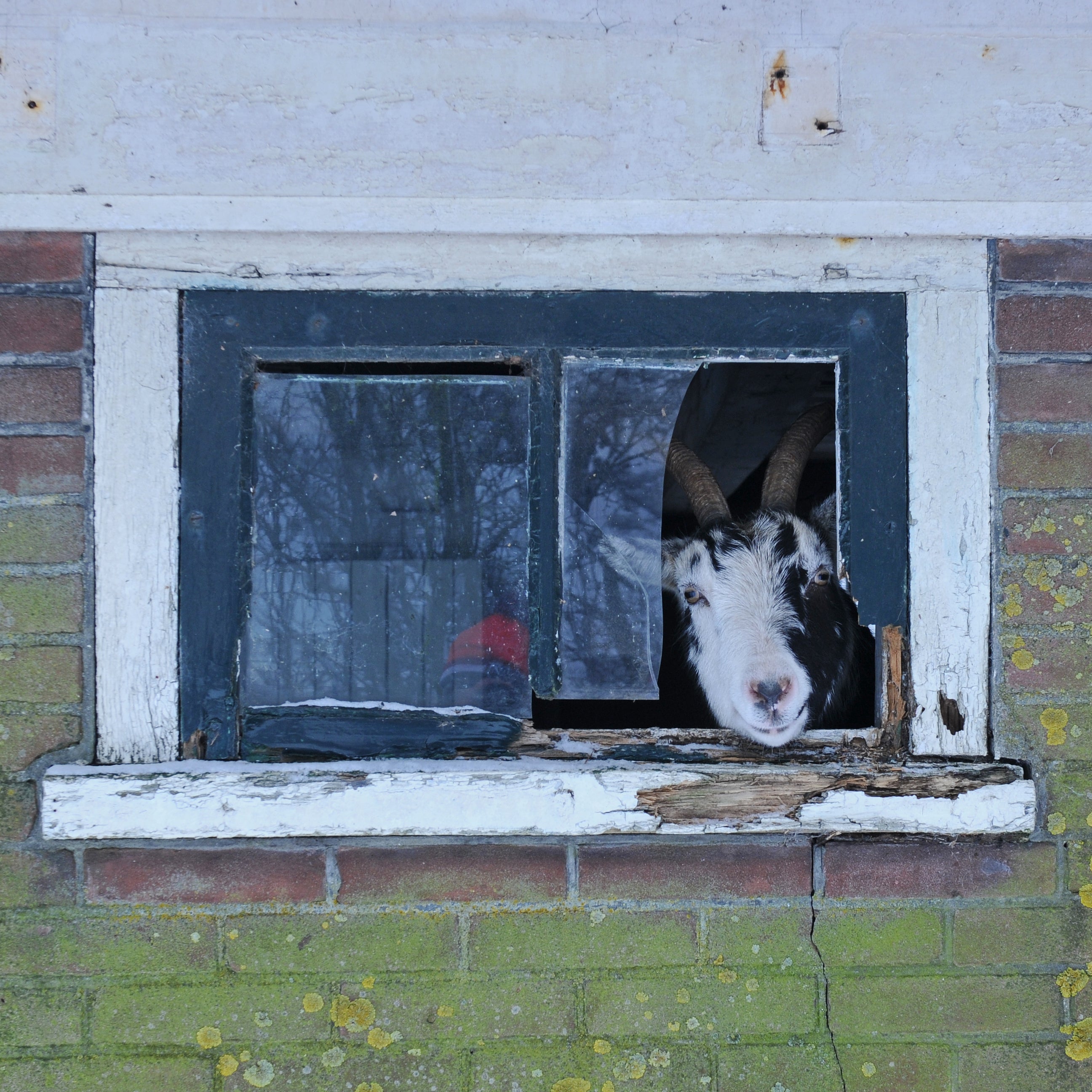Hassan the Goat - Special Narcissus - Fluwel