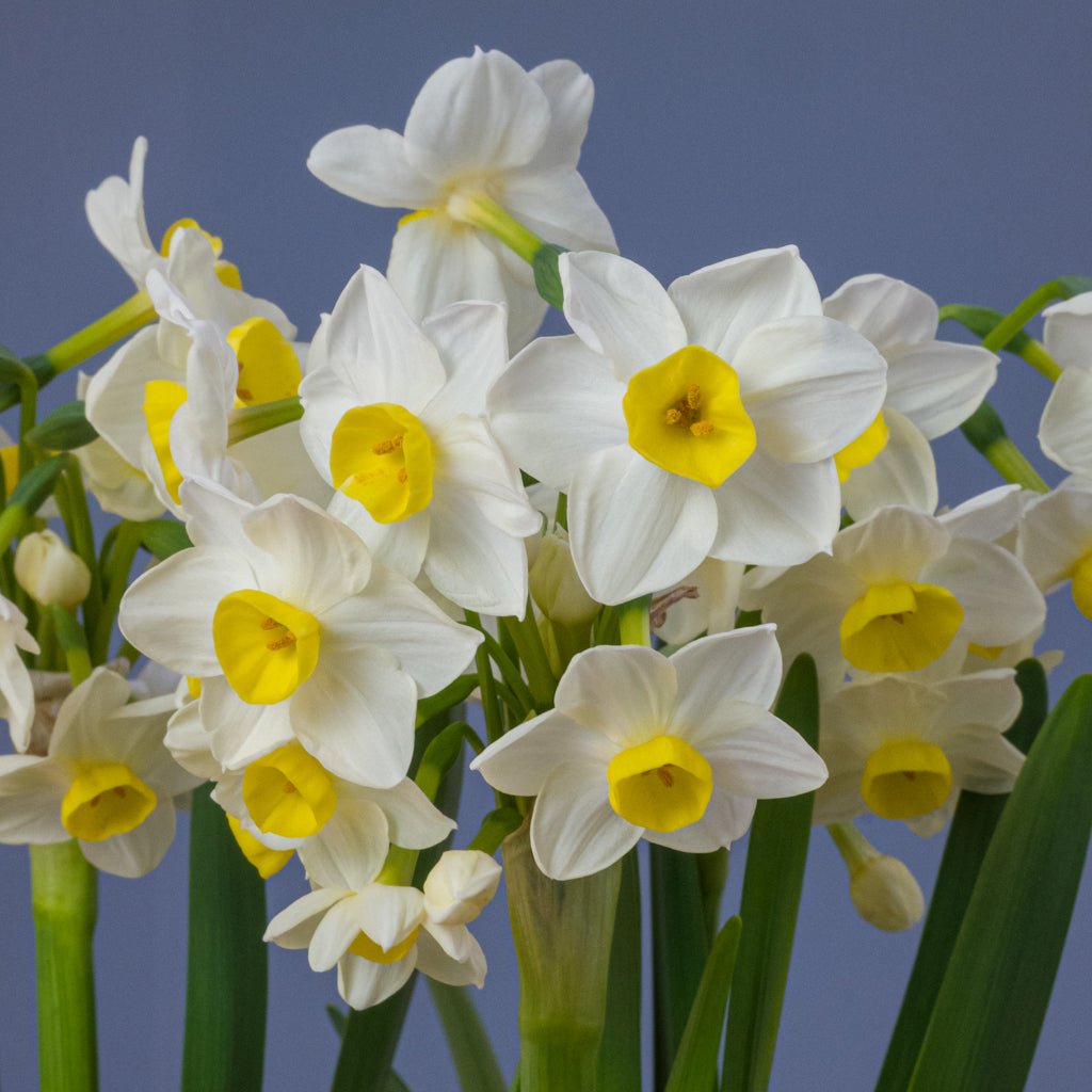 Hilary Marea - Special Narcissus - Fluwel