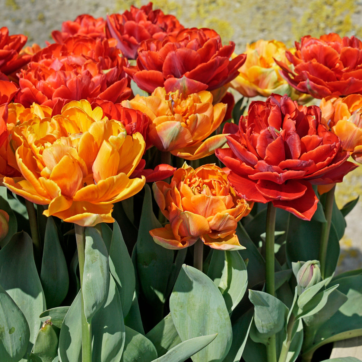 Hot Item - Mixes - Fluwel